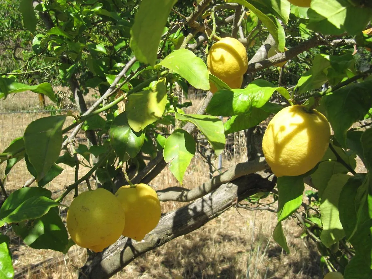 B&B I Limoni Sorso Italy